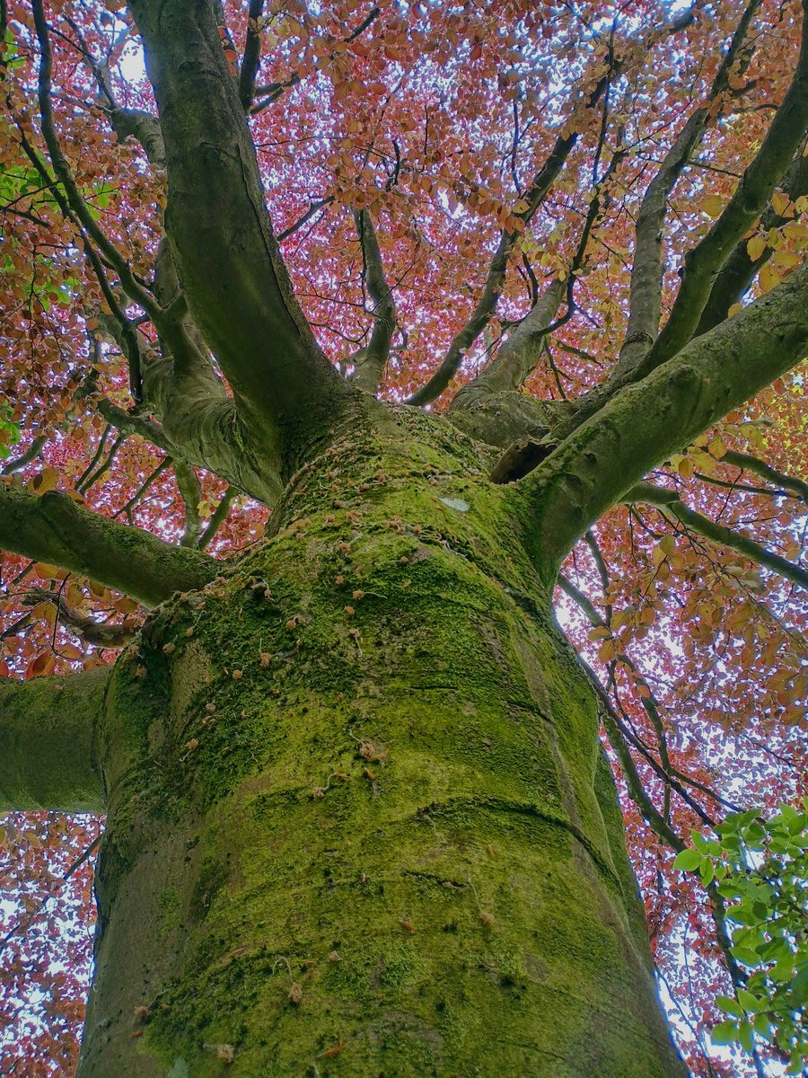 SewellLeigh's tweet image. The early 'blush' of the copper beech (Fagus atropurpurea) 😊

#tuesdaymorning #thicktrunktuesday #treepeople #woodland #nature #naturephotography