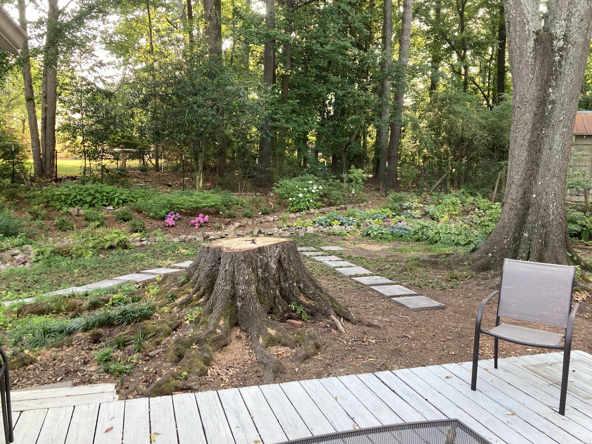 gibbstree's tweet photo. Gibbs Tree Service can help you clear your yard properly by providing stump grinding services. We safely and effectively get rid of ugly stumps to make your outdoor space look neat and polished. Call now to set up your service. https://t.co/bDgT9ajPz5
#StumpGrinding #TreeService https://t.co/WeCNGK4ejw
