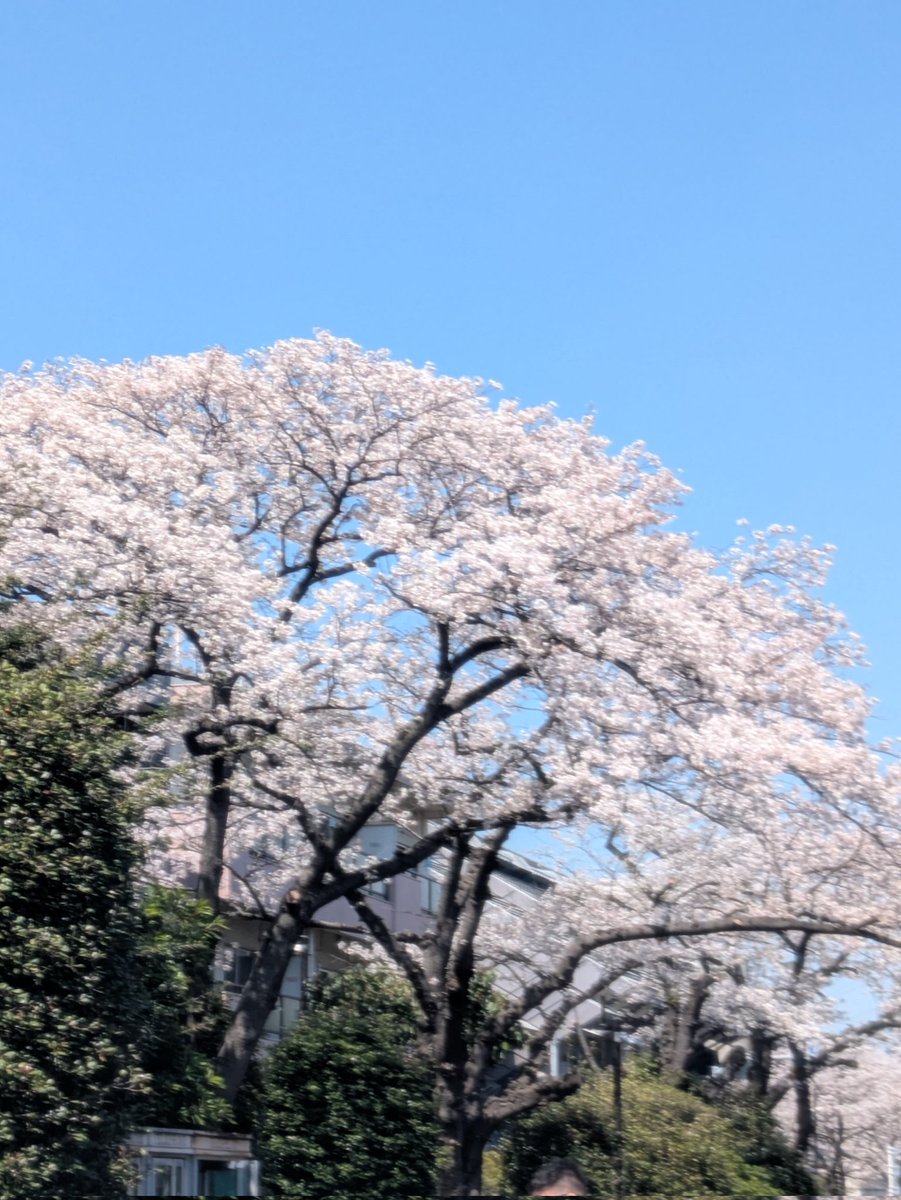 kottan_soprano's tweet photo. 2026.04.03
帝京科学大学入学式 ＠東京武道館

昨年に続き、今年も君が代独唱と新入生歓迎演奏を務めさせていただきました🎶
このような素晴らしい機会をいただけた事、本当に嬉しく思っております。

多くの方に支えられ、無事に終えることができましたこと、心より感謝申し上げます。 https://t.co/9EQLU9t8NL
