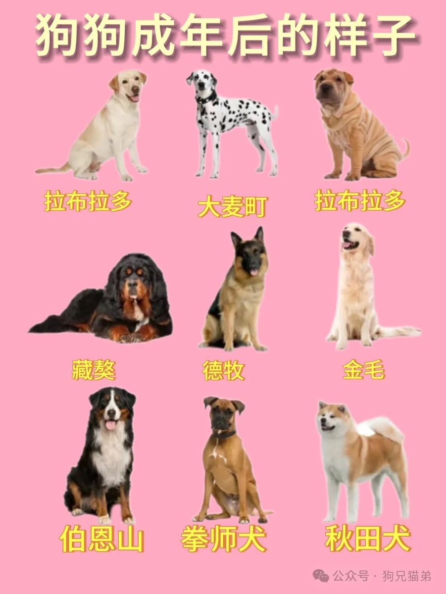 abdullahi tweet media