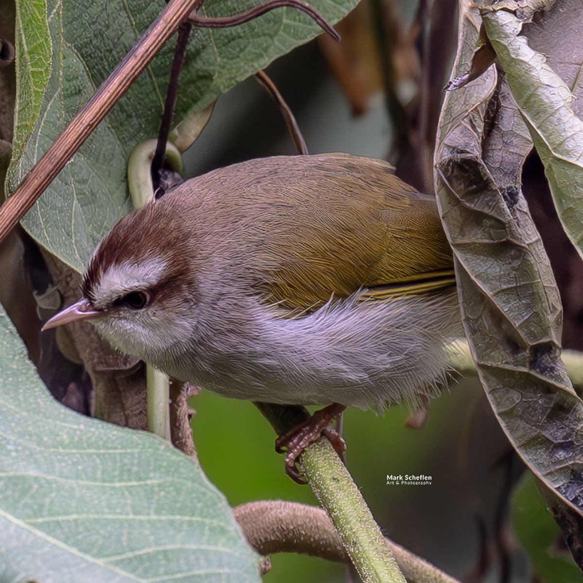 charlieschef's tweet image. White-browed Crombec a small, nearly tailless warbler  endemic to highland montane forests in east-central Africa. Has brown cap &amp;amp; olive-brown plumage, typically inhabiting dense thickets &amp;amp; bamboo above 1,500m. #bwindi #uganda #crombecs markscheflen.com