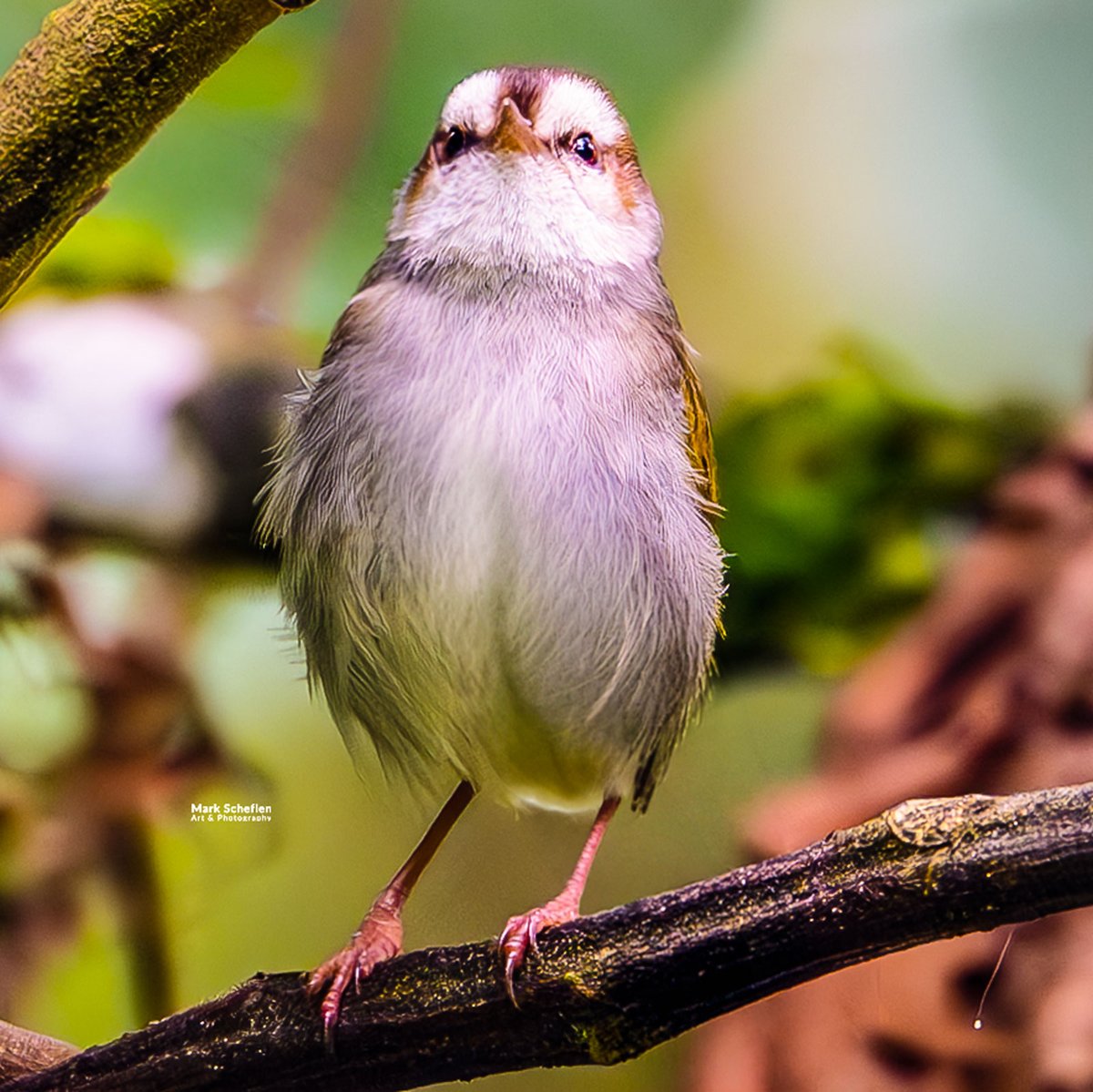 charlieschef's tweet image. White-browed Crombec a small, nearly tailless warbler  endemic to highland montane forests in east-central Africa. Has brown cap &amp;amp; olive-brown plumage, typically inhabiting dense thickets &amp;amp; bamboo above 1,500m. #bwindi #uganda #crombecs markscheflen.com