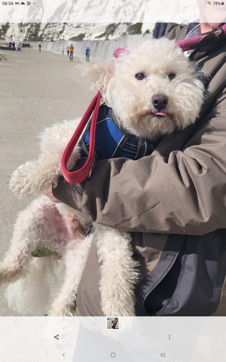 Missing Pets GB tweet media