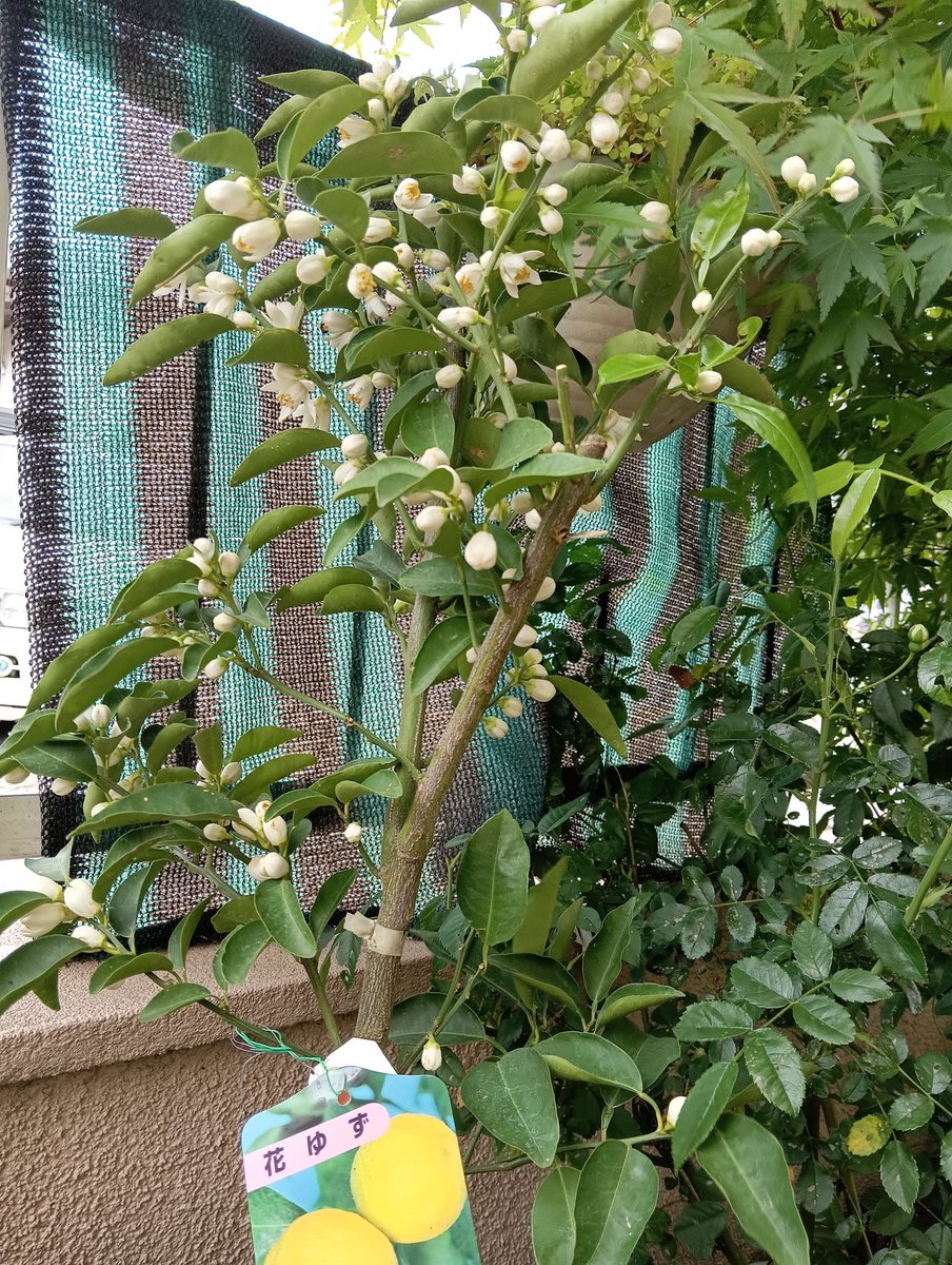 マリーゴールド🌼🎸5296 tweet media