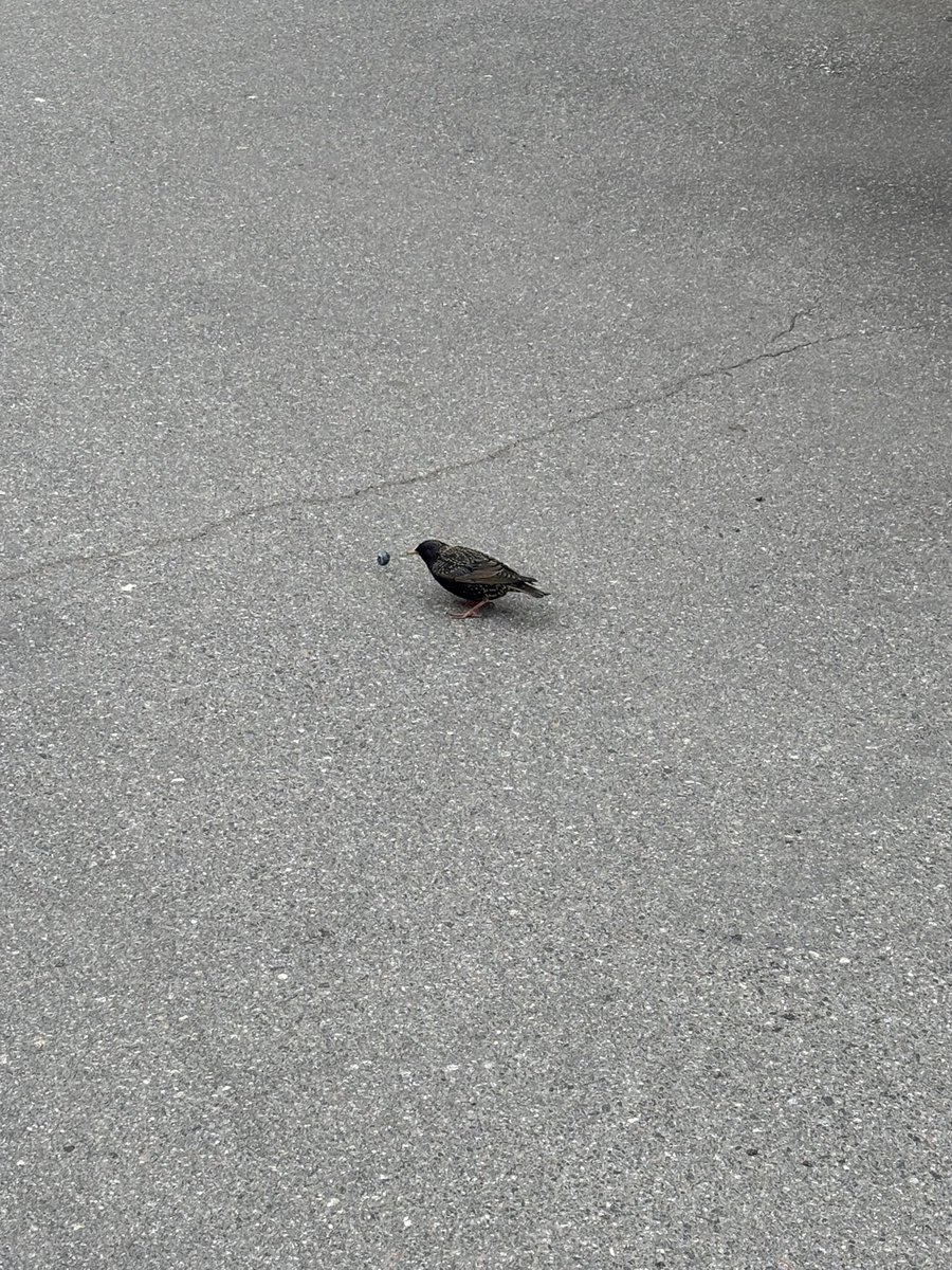 манул 🌙 tweet media