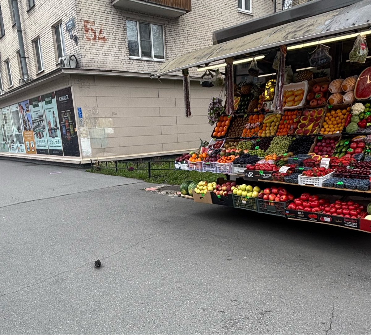 манул 🌙 tweet media