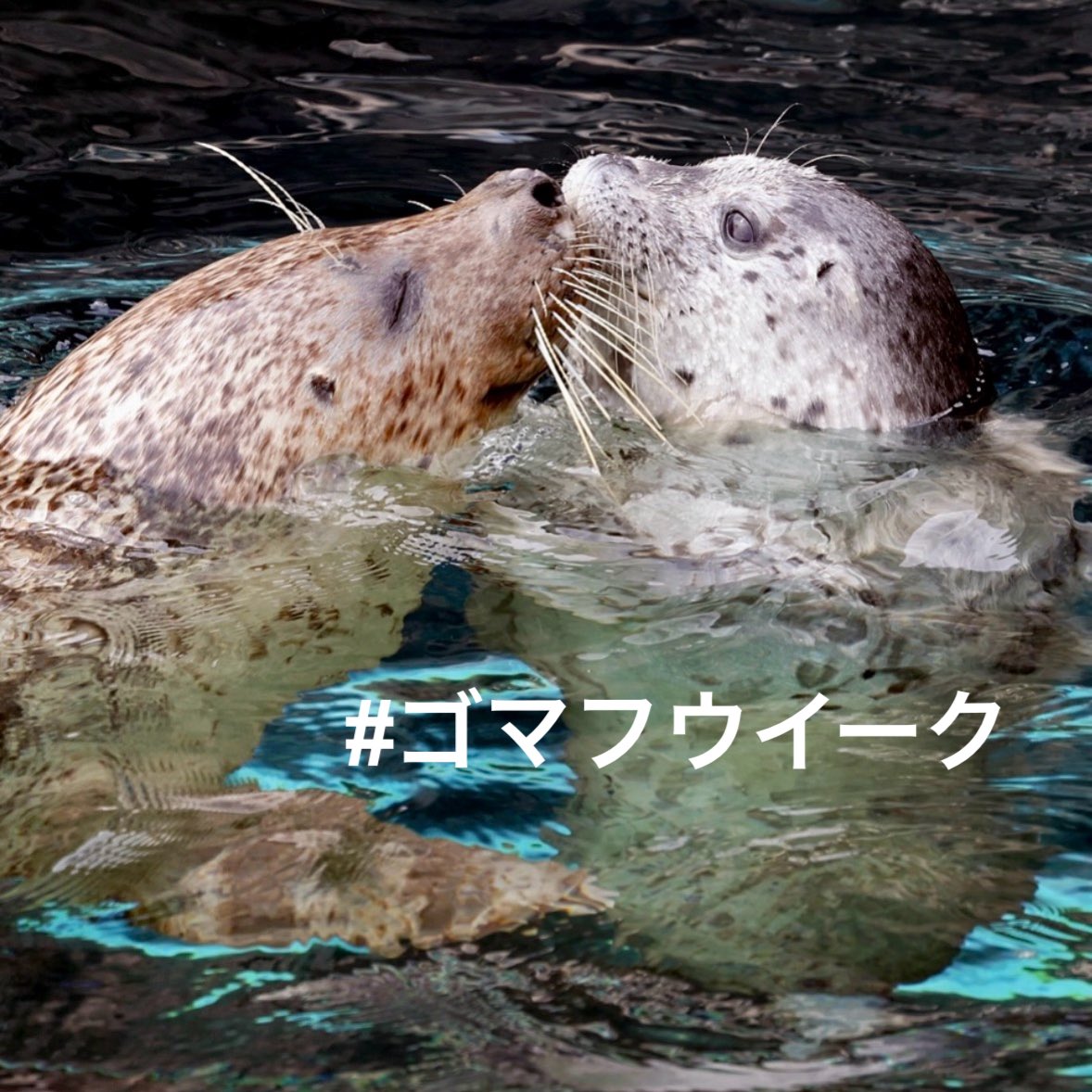 akashiarai's tweet image. 2026年 GW （ゴマフウイーク）🦭この後24時からスタート致します。告知のご協力ありがとうございます！！今年も宜しくお願い致します☆
#旭山動物園 #あざらし #seal