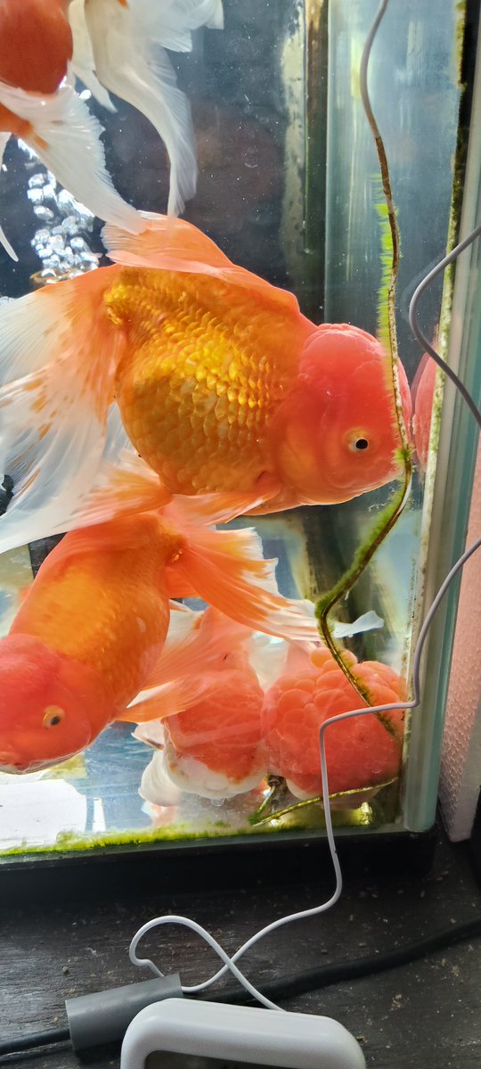 金魚めいわく tweet media