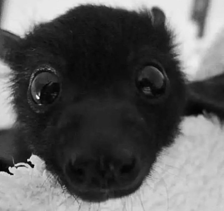 BanditROR2 tweet media