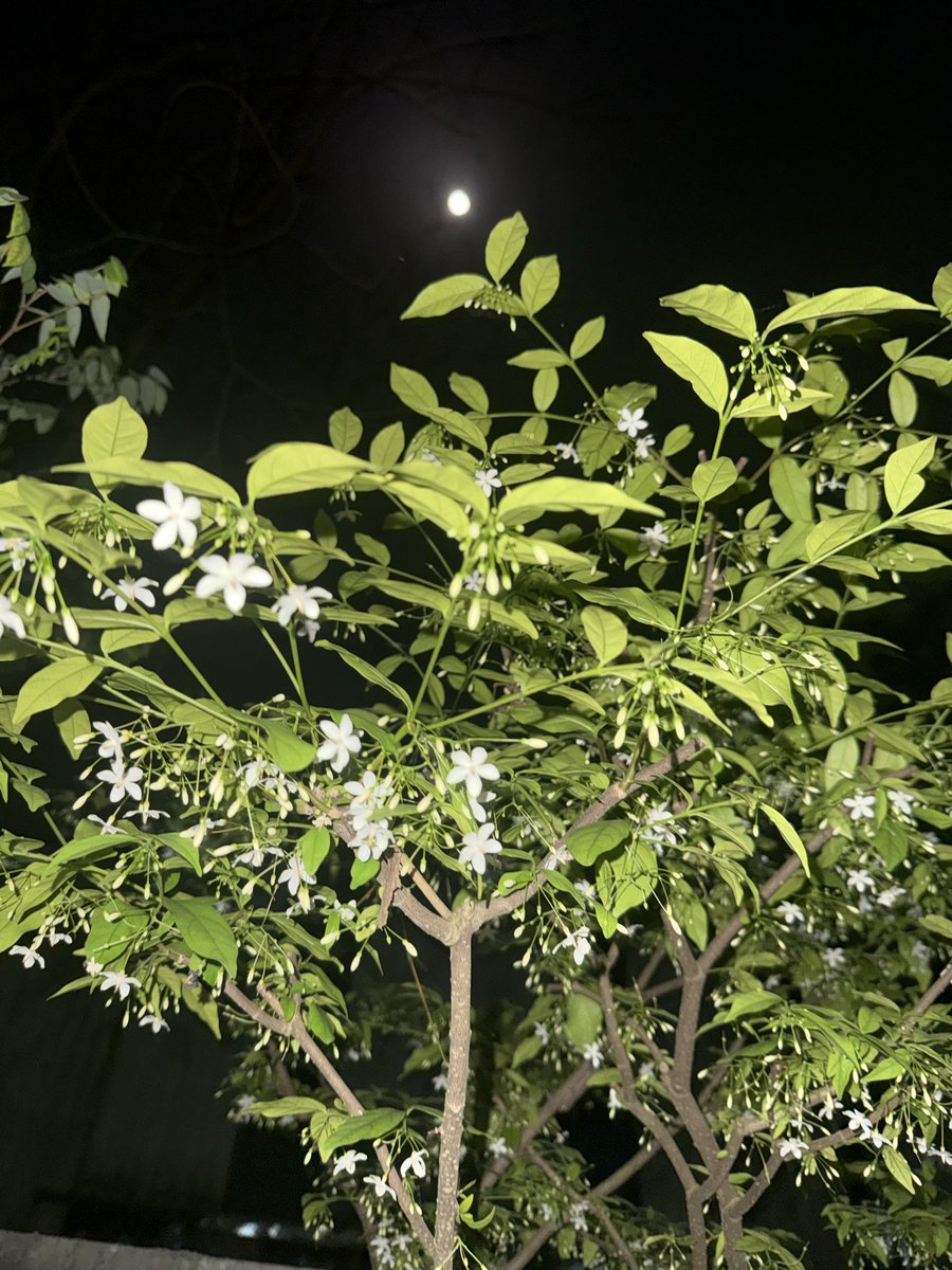 Nhạn Đào | Aurora tweet media