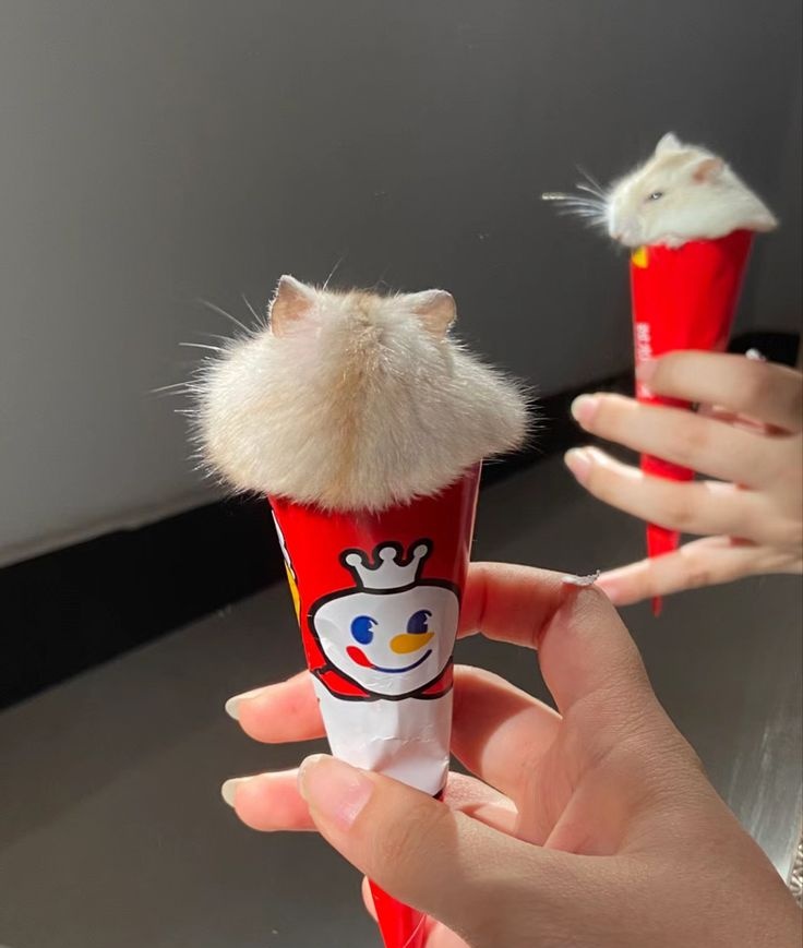 Tweets Of Hamster tweet media