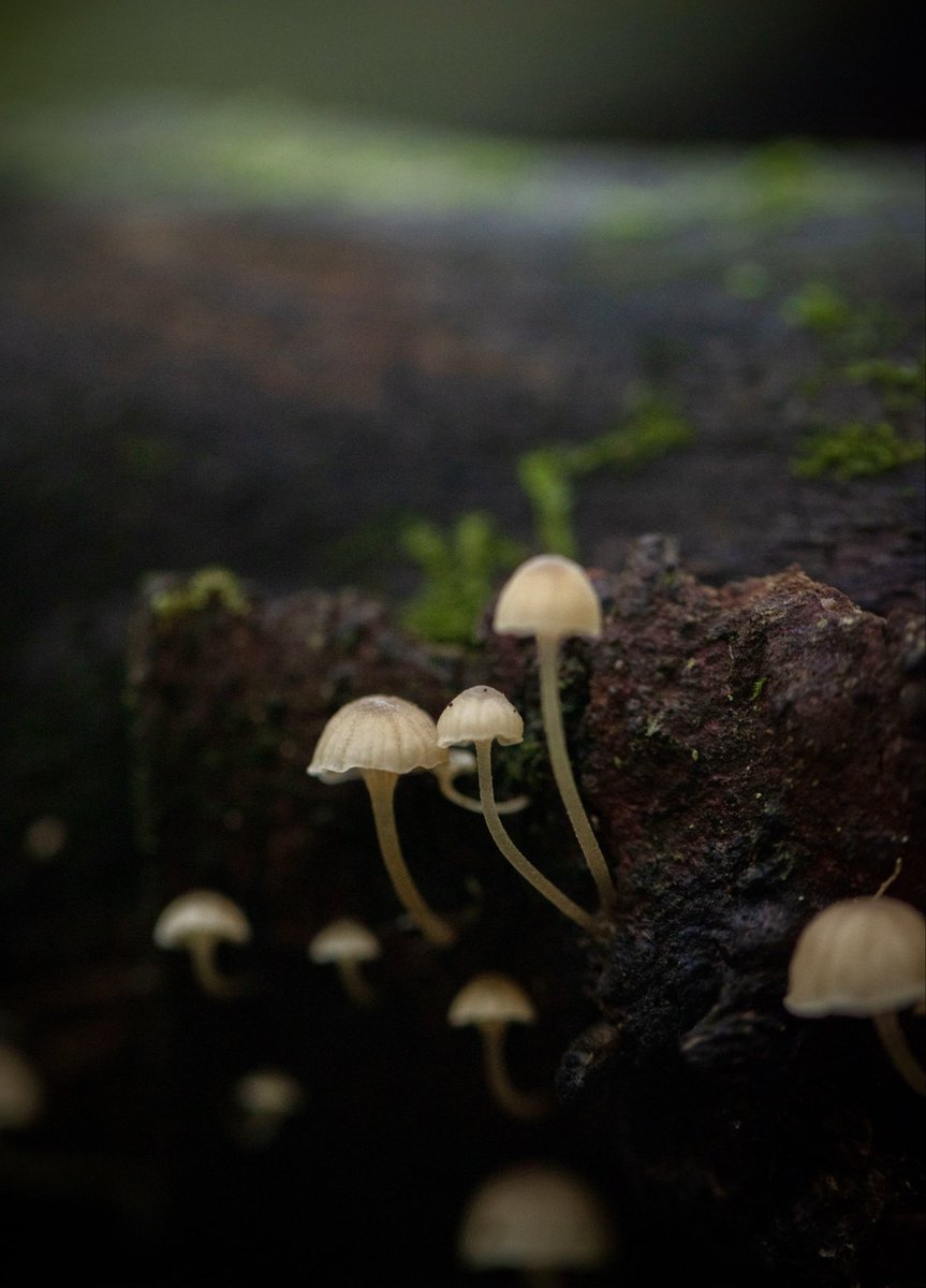 AlisonAtwell's tweet image. Good morning #MushroomMonday! 
🍄❤️🍄 #mushrooms #fungi #macro