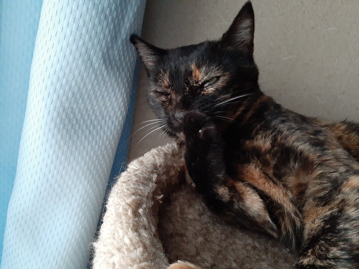 さび🐈⬛ tweet media