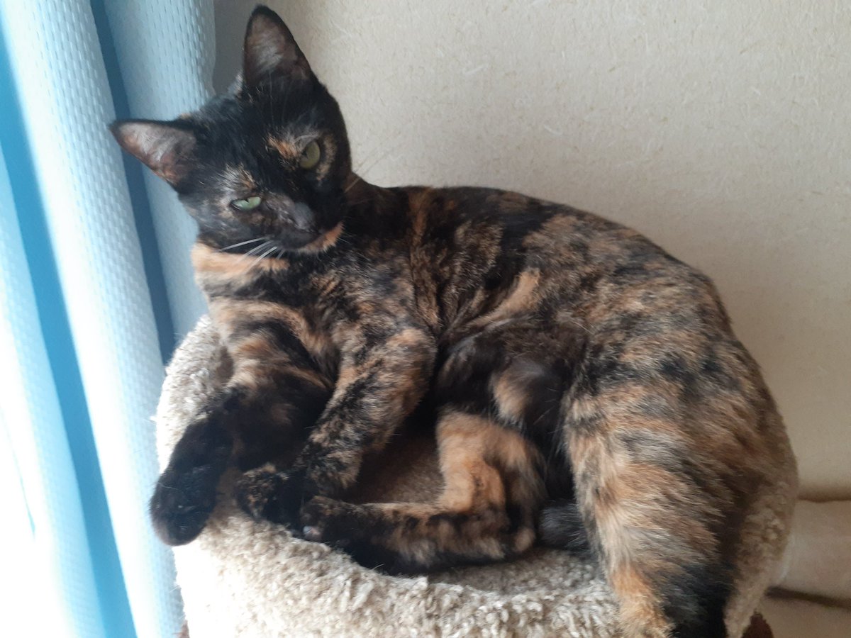 さび🐈⬛ tweet media