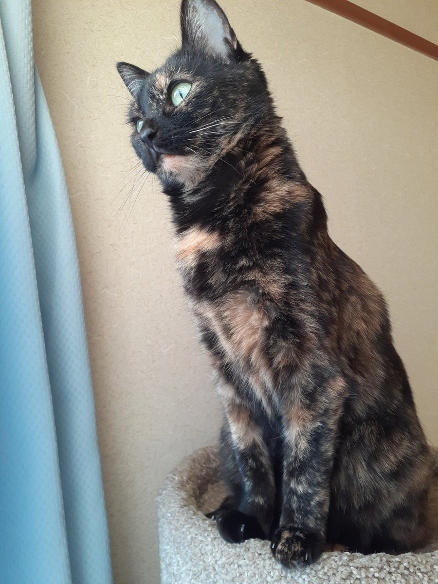 さび🐈⬛ tweet media