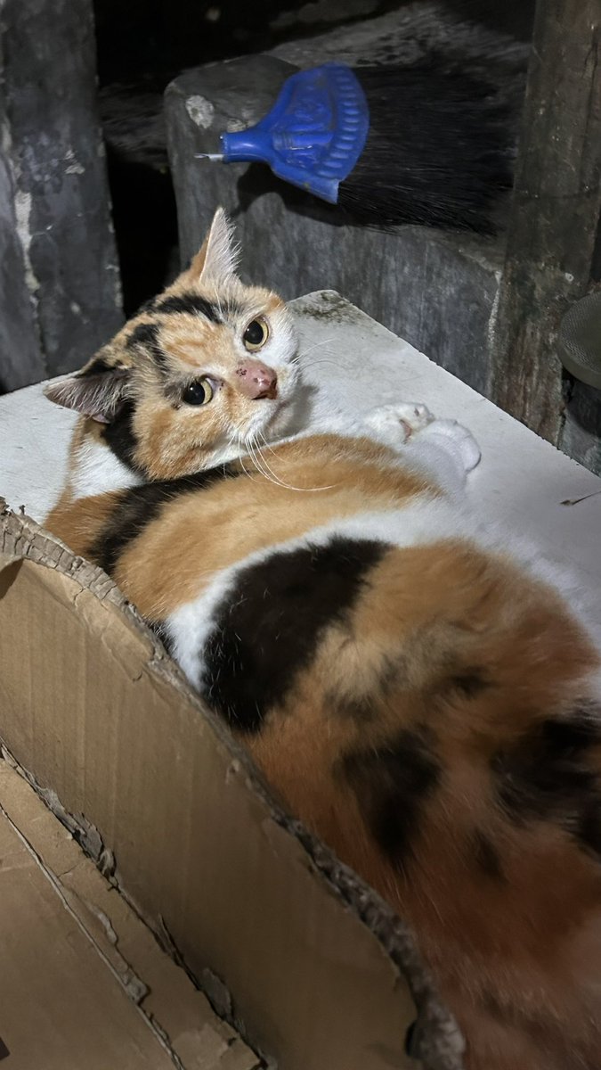 Jaklingko Cat tweet media