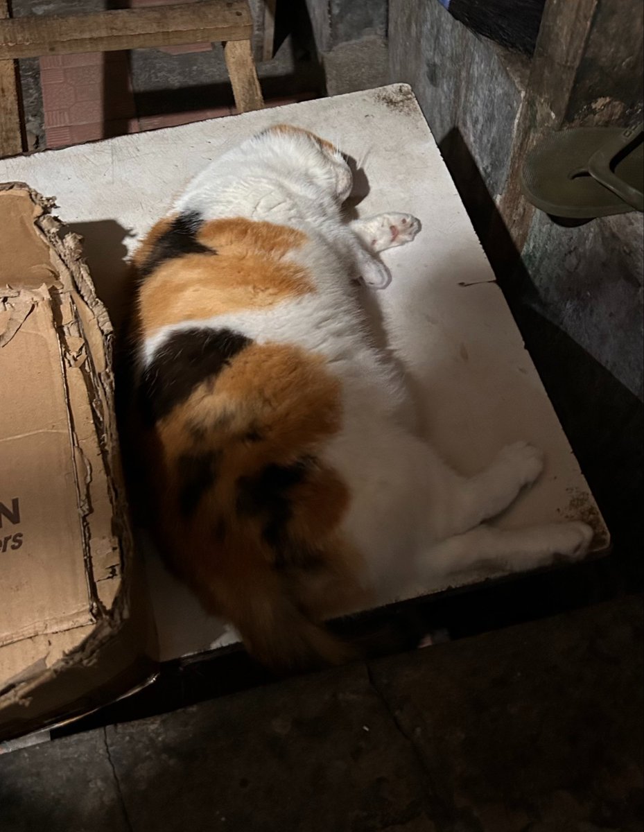 Jaklingko Cat tweet media