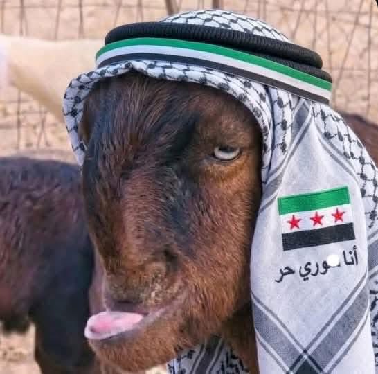 حسين ناهي Hussein Nahi tweet media