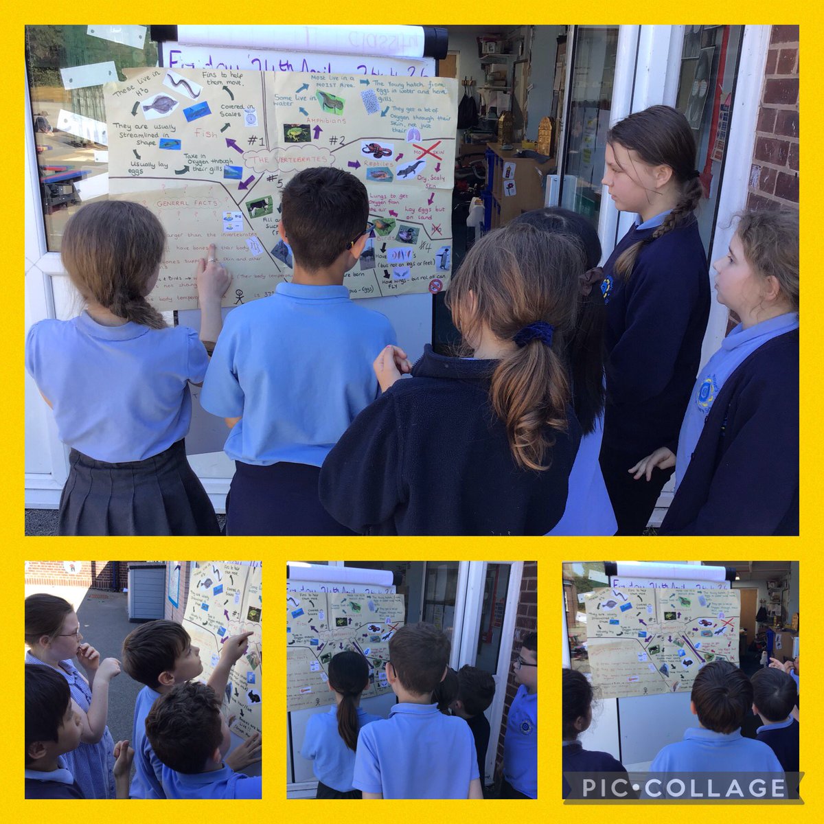 StAugustinesCPS's tweet photo. Year 5 enjoyed learning about different vertebrate groups. #StAugustinesScience https://t.co/o4fixfdhlx