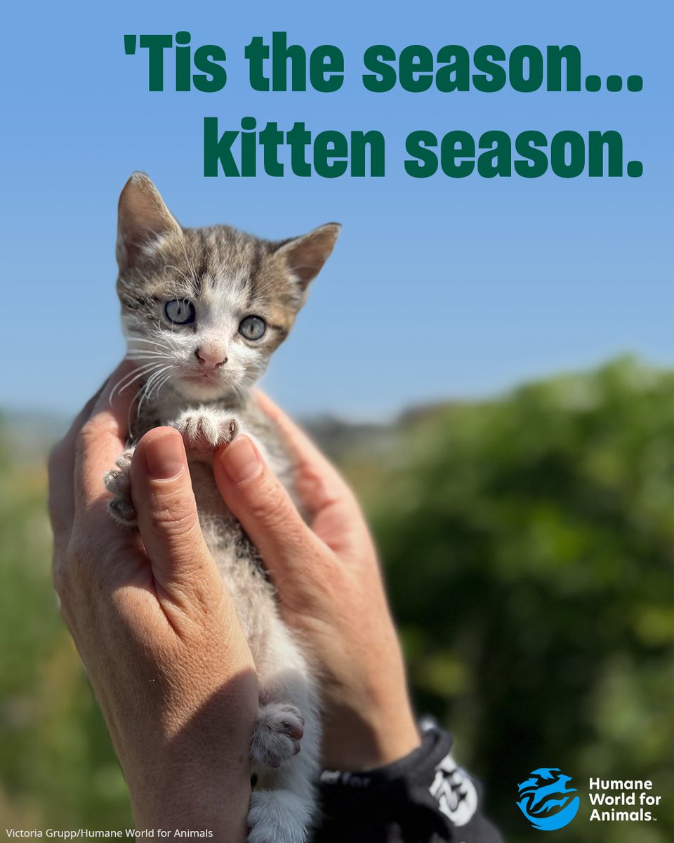 Humane World for Animals tweet media