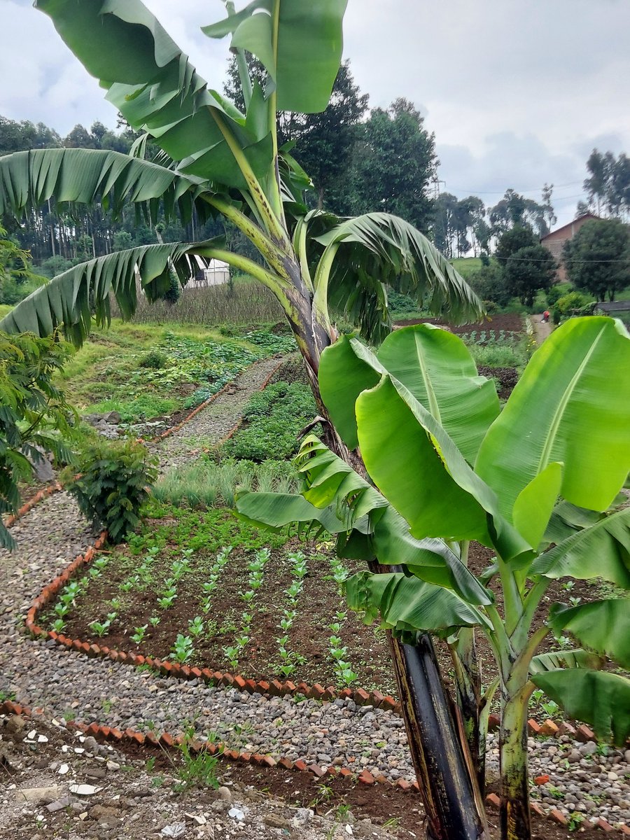 Gatsinzi_R's tweet image. Green growth in progress .A peaceful farm view where bananas and fresh vegetables grow side by side. Nature + hard work = real harvest. This is so amazing 
#FarmingLife #BananaPlant #VegetableGarden #GreenFarm #SustainableAgriculture #OrganicFarming #FarmLife #GrowYourOwnFood