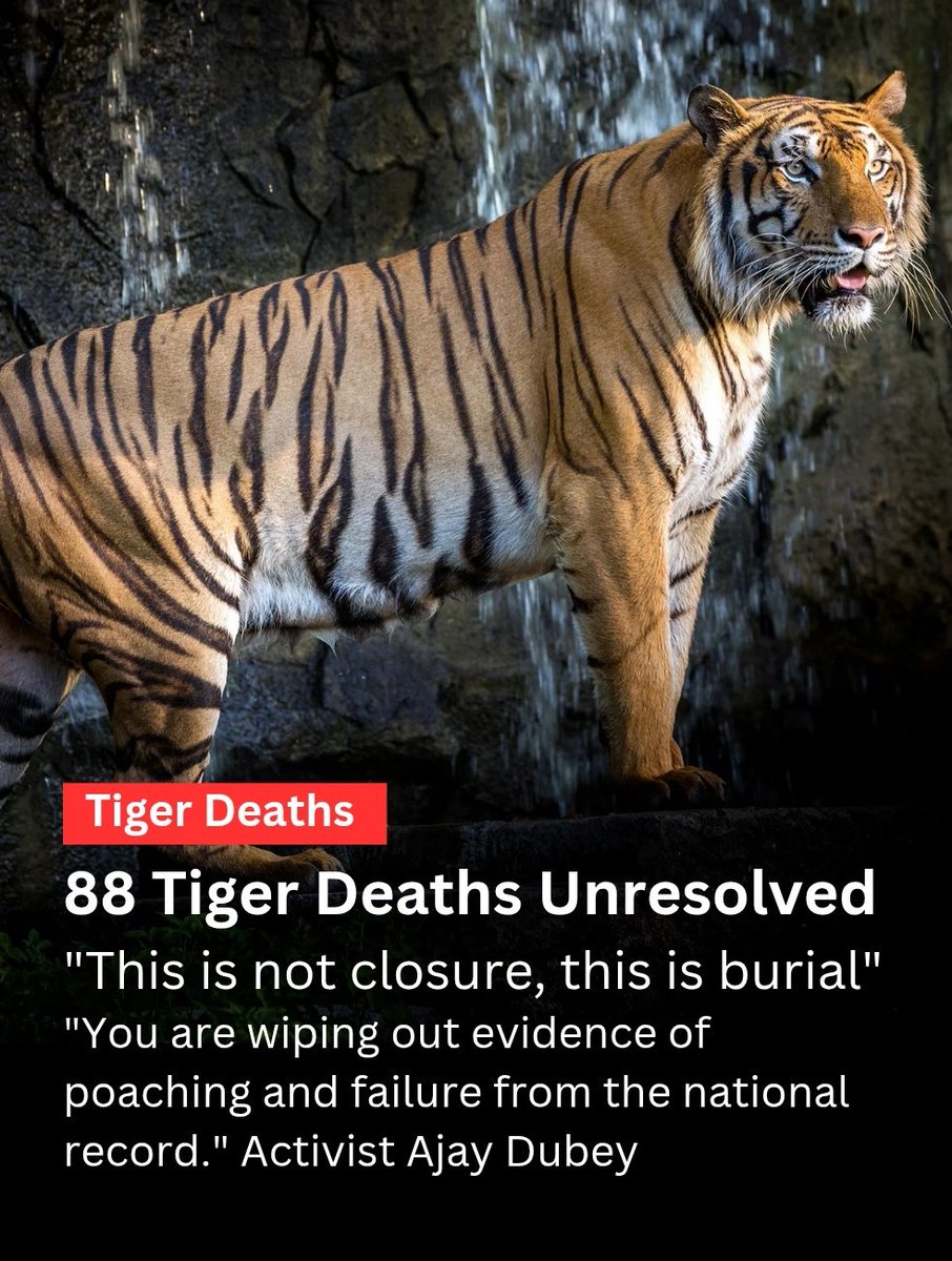 88 tiger deaths recorded between 2020-21 remain unresolved, with no confirmed cause. 

Wildlife activists <a href="/Ajaydubey9/">Ajay Dubey</a> warn that without establishing the cause of death, it becomes difficult to pursue criminal cases or fix responsibility, potentially allowing 'wildlife crime' like