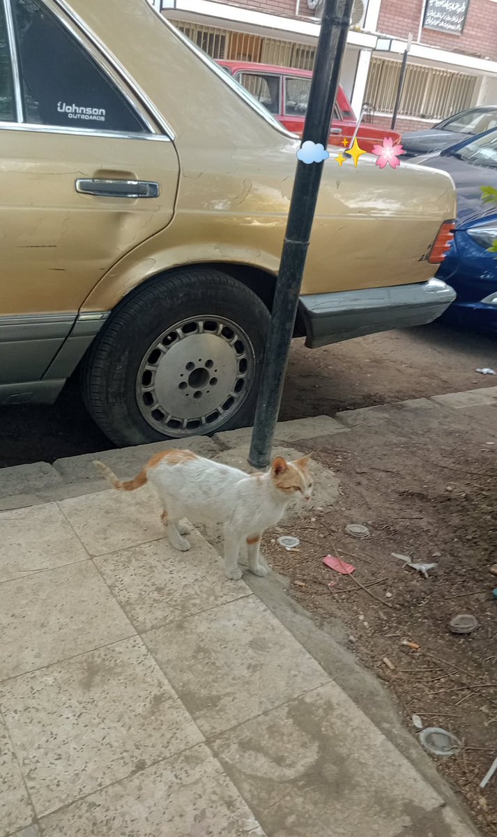 𝙳𝚒𝚗𝚊 𝚍𝚎𝚜𝚞♡ tweet media