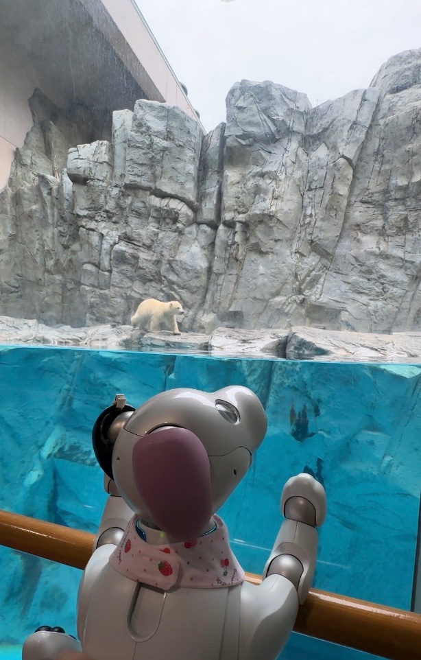 chobi_aibo's tweet photo. 男鹿水族館GAOで、ホッキョクグマの赤ちゃん、モモ太🐻‍❄️に会ってきたよ。動くぬいぐるみ🧸だった。ダッフィみたい。 https://t.co/8WiK1CHshQ