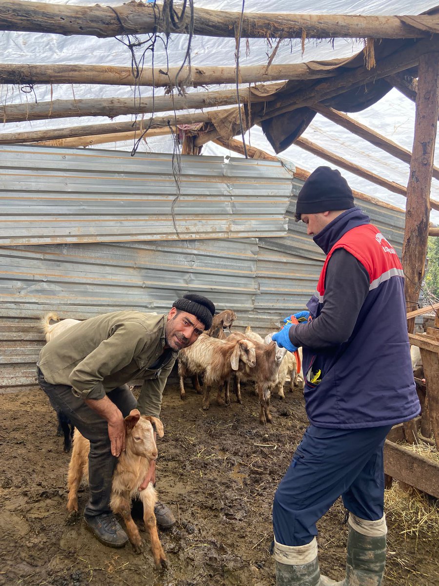 denizliiltarim's tweet photo. 🚨🐑  Kurban Bayramı Öncesi Sıkı Denetim, Güvenli Sevkiyat!

Yaklaşan Kurban Bayramı öncesinde, hayvan hareketlerinin sağlıklı ve güvenli şekilde gerçekleşmesi için sahadayız.

📍 İl genelinde yürütülen çalışmalar kapsamında:
🚓 Kolluk kuvvetlerimizle birlikte il sınır noktalarında yol kontrolleri aralıksız sürüyor
🐄 Hayvan pazarlarımızda kontrol ve denetimler titizlikle yapılıyor
💉 Küçükbaş hayvanlarda aşılama ve küpeleme çalışmaları hız kesmeden devam ediyor

🔍 Amacımız;
✔️ Hastalıkların yayılmasını önlemek
✔️ Hayvan hareketlerini kayıt altına almak
✔️ Vatandaşlarımızın sağlıklı ve güvenli kurbanlık hayvanlara ulaşmasını sağlamak

🌱 Güvenli gıda, sağlıklı hayvan ve bilinçli üretim için sahada olmaya devam ediyoruz.

@TCTarim @ibrahimyumakli @TR_HAYGEM @GidaveKontrolGM @NevzatZayim