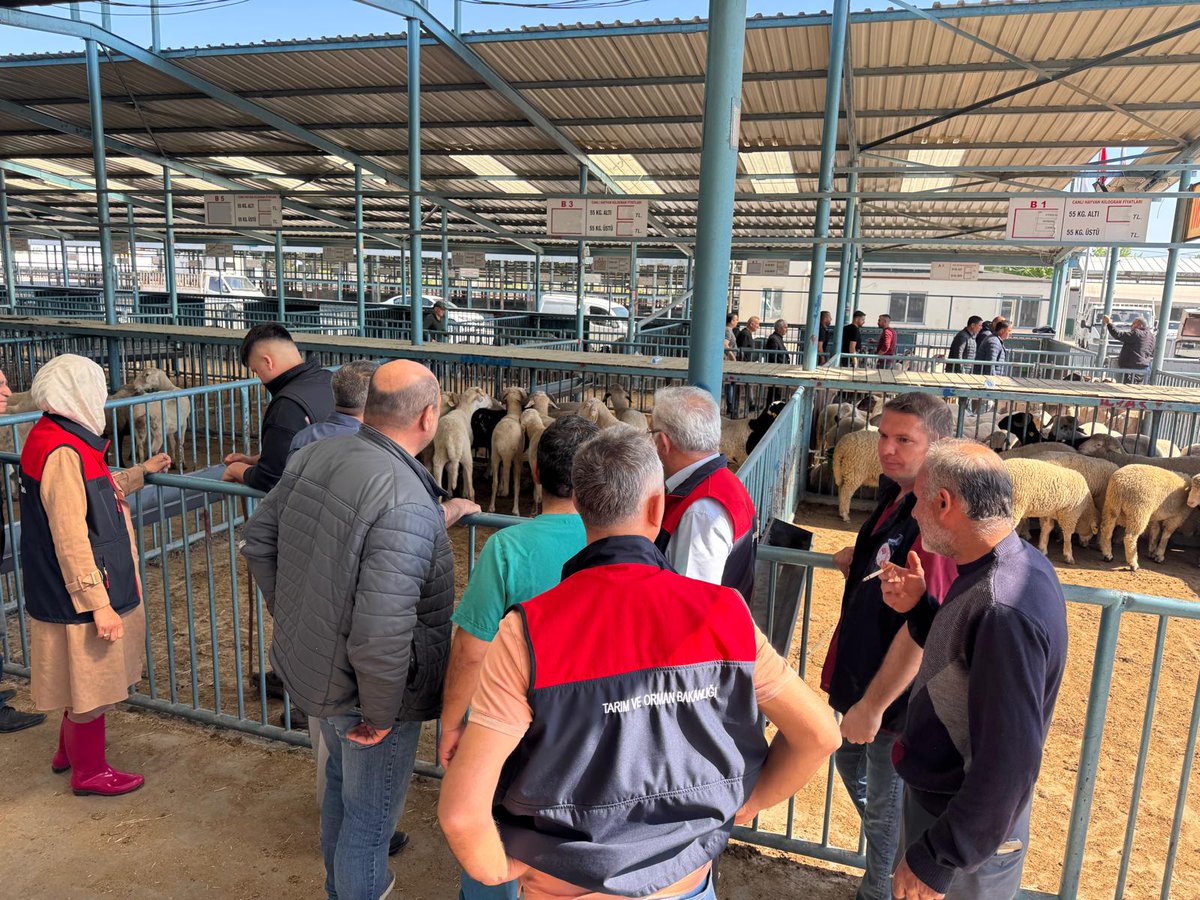 denizliiltarim's tweet photo. 🚨🐑  Kurban Bayramı Öncesi Sıkı Denetim, Güvenli Sevkiyat!

Yaklaşan Kurban Bayramı öncesinde, hayvan hareketlerinin sağlıklı ve güvenli şekilde gerçekleşmesi için sahadayız.

📍 İl genelinde yürütülen çalışmalar kapsamında:
🚓 Kolluk kuvvetlerimizle birlikte il sınır noktalarında yol kontrolleri aralıksız sürüyor
🐄 Hayvan pazarlarımızda kontrol ve denetimler titizlikle yapılıyor
💉 Küçükbaş hayvanlarda aşılama ve küpeleme çalışmaları hız kesmeden devam ediyor

🔍 Amacımız;
✔️ Hastalıkların yayılmasını önlemek
✔️ Hayvan hareketlerini kayıt altına almak
✔️ Vatandaşlarımızın sağlıklı ve güvenli kurbanlık hayvanlara ulaşmasını sağlamak

🌱 Güvenli gıda, sağlıklı hayvan ve bilinçli üretim için sahada olmaya devam ediyoruz.

@TCTarim @ibrahimyumakli @TR_HAYGEM @GidaveKontrolGM @NevzatZayim