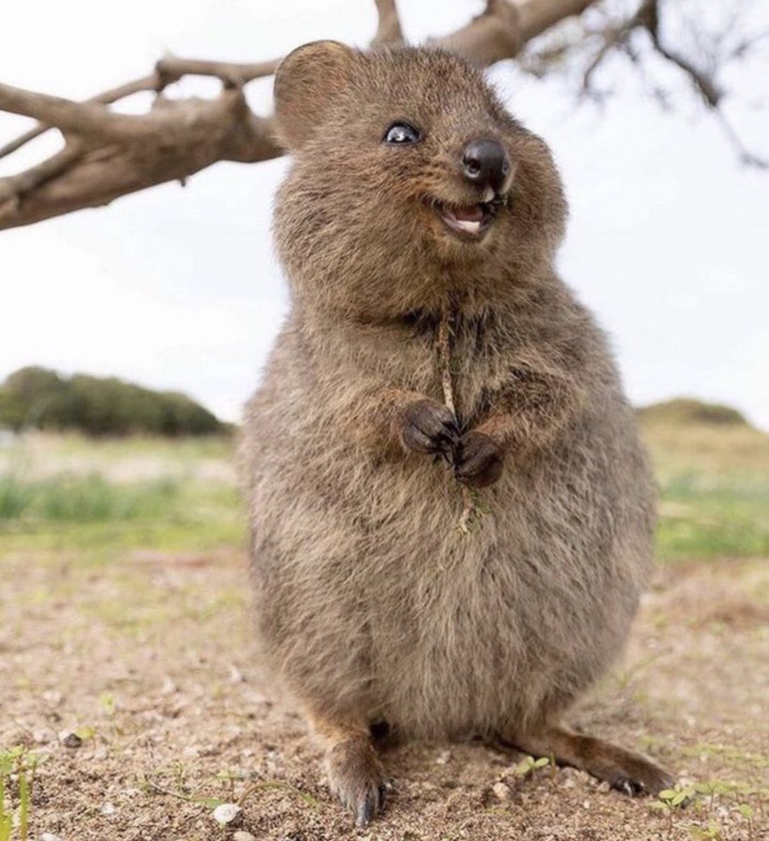 癒される動物 tweet media