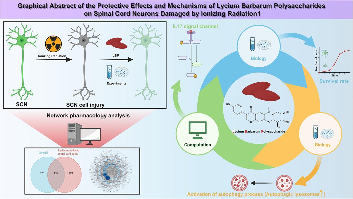 BioChemCellBio's tweet image. 🌿 Compound from #goji berries may help protect #nerve cells from X-ray damage
In rat studies, it:
🧬 boosts cellular cleanup (autophagy)
🛡️ reduces oxidative stress
📈 improves neuron survival
👉 A potential radioprotective effect via enhanced cell repair
ow.ly/XQUn50YHJBP