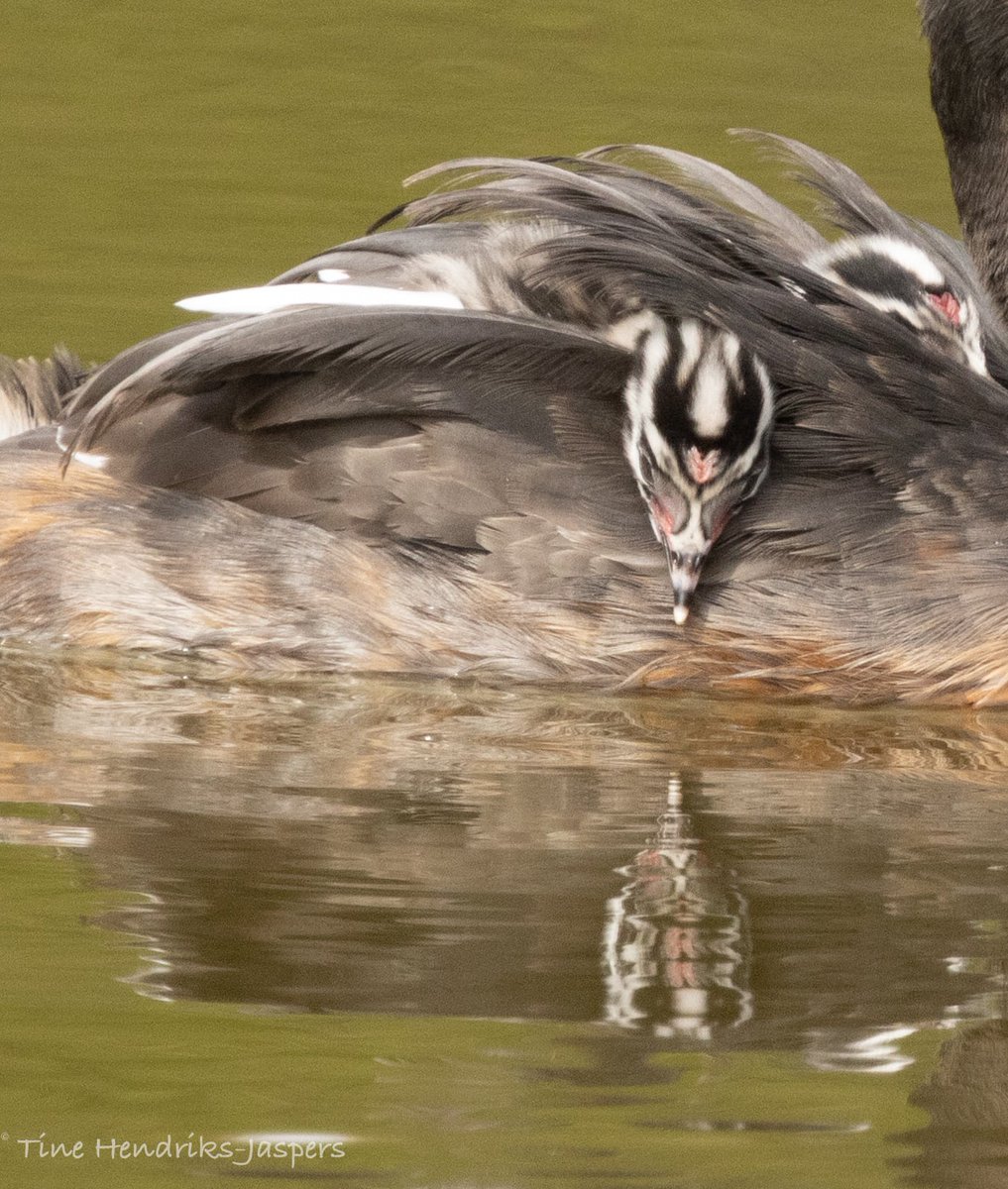 tinehendriks's tweet image. Futen hebben jongen! 
#lente #futen #natuurfotografie #canon @CameraNU_nl #voorjaar #greb