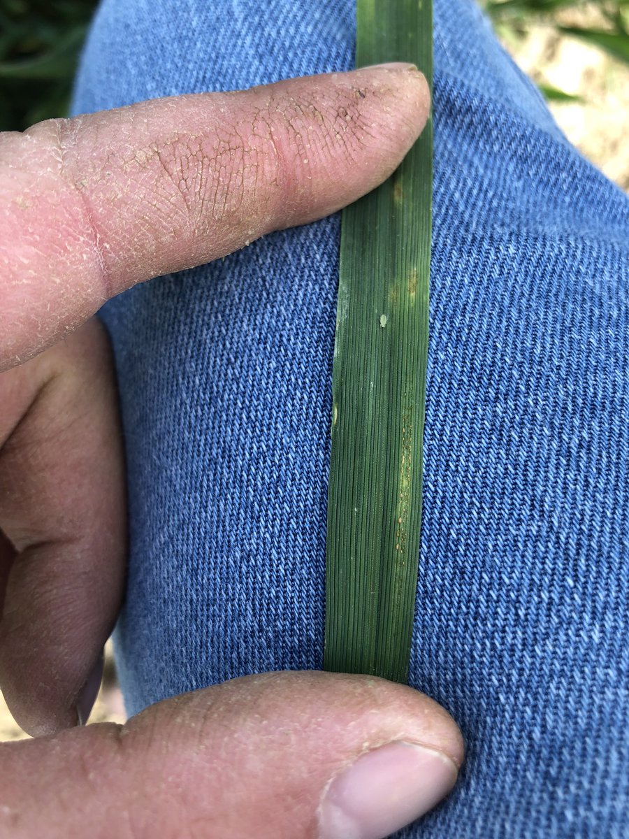 ArableSam's tweet photo. #agronomydogs doing a taste test on winter wheat,
“Mmmh rwust”
“Grrrr rwust”
#arableireland https://t.co/KT7xmCzVXA