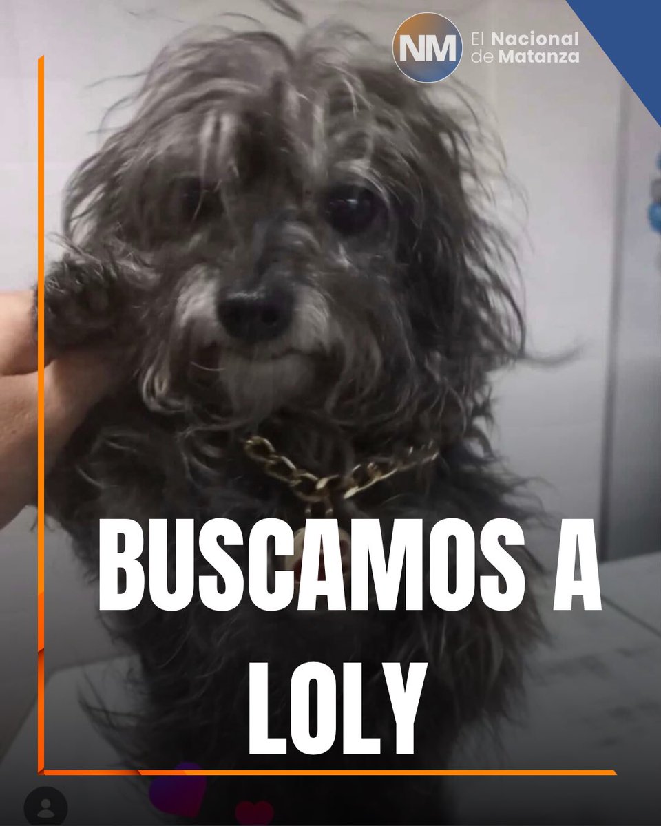 NacionalMatanza's tweet photo. 💔🐶 SE LA LLEVARON… Y SU CASA LA SIGUE ESPERANDO

Loly no se perdió.
Se la llevaron de la puerta de su casa 😢

📍 Fue el 26/4 en Magnasco y Pueyrredón (límite Haedo / Morón)

👉 Es una perrita muy chiquita, indefensa
👉 Está medicada
👉 No llevaba collar

💭 Imaginate salir un segundo… y que tu compañero de todos los días ya no esté.
Así está hoy su familia: desesperada, buscándola sin parar.

😢 Loly no entiende lo que pasó… solo quiere volver a su casa.

📞 Si la viste o sabés algo, por favor:
11 5474-9086

🙏 Compartí. De verdad.
A veces un simple gesto puede cambiar todo.

❤️ Que Loly vuelva a donde pertenece: con su familia

#BuscamosALoly #PerroRobado #Haedo #Moron #Difundir #Mascotas #Ayuda