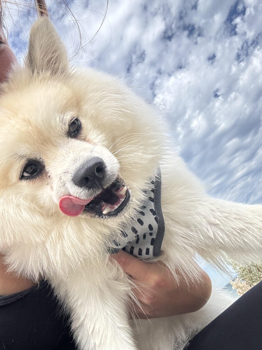 Emily129628's tweet image. It gets very excited every time I take it to the beach. #Dog #beach