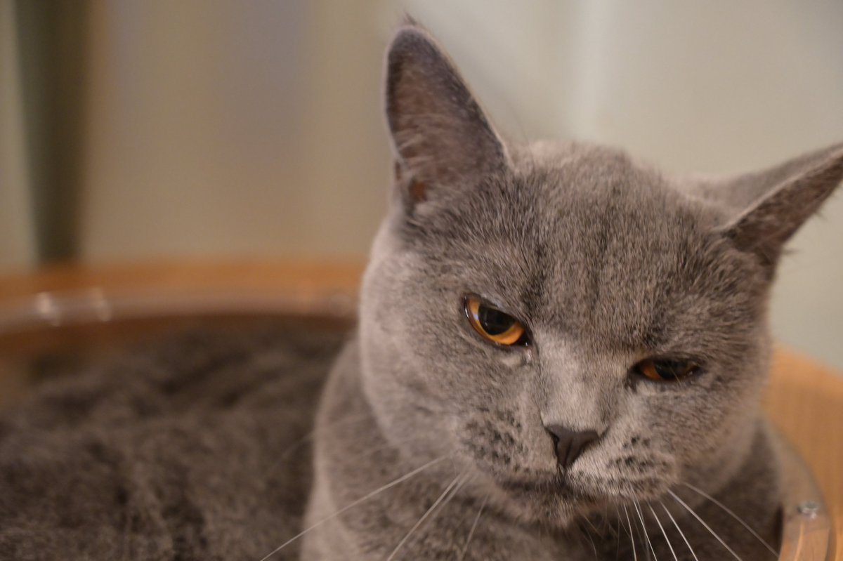 しぶたく tweet media