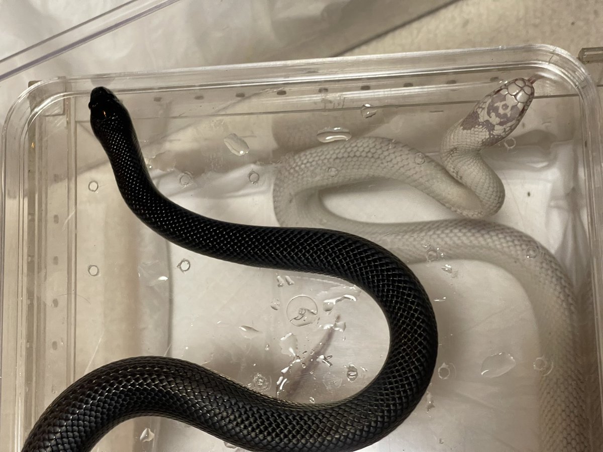 美能田 佳祐 tweet media