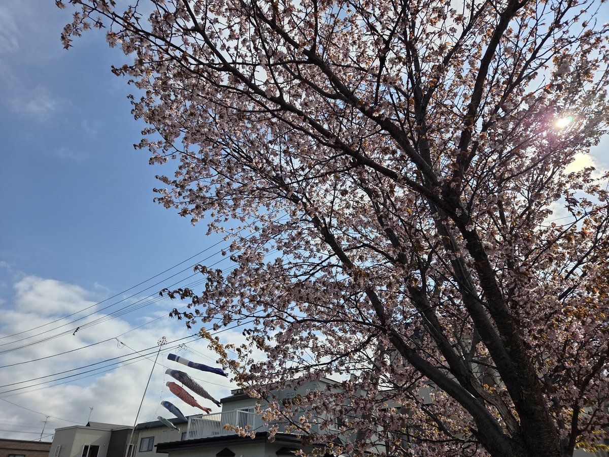 さやや🐺❄️2025/7/13 星願 西3 E46ab tweet media