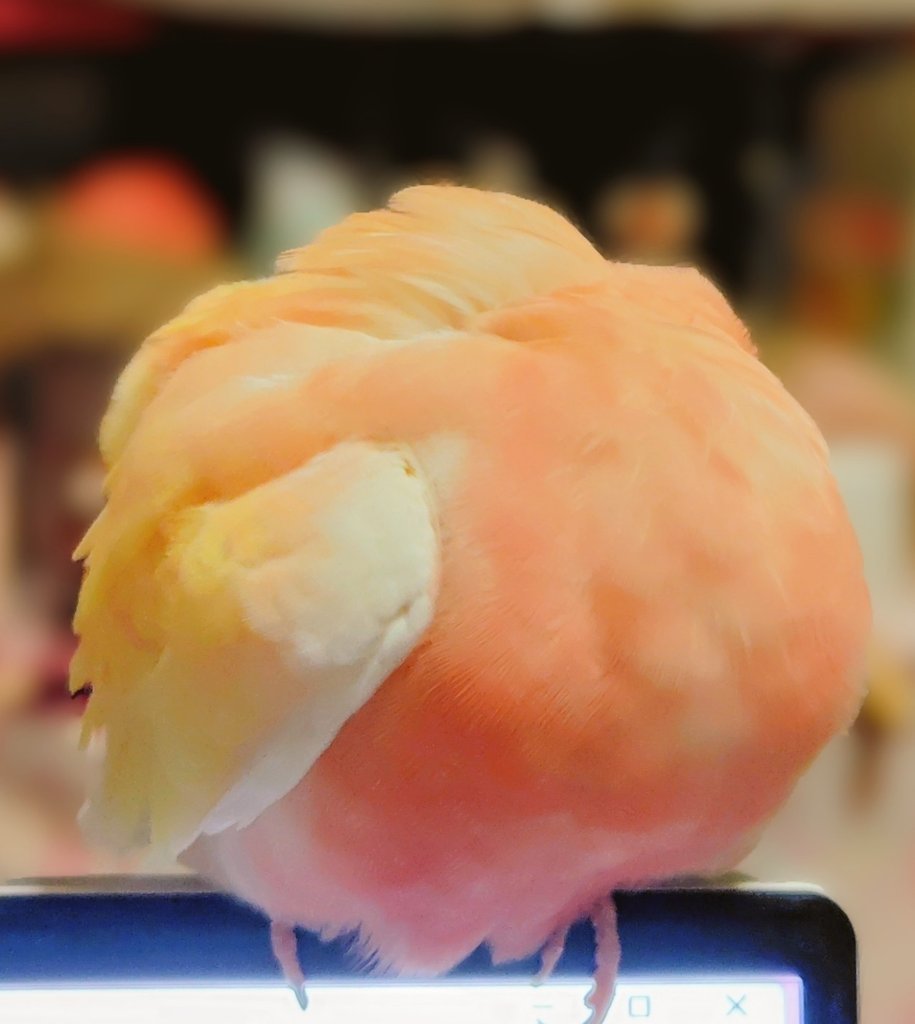 4月の桃🍑収穫しました🐣✨
