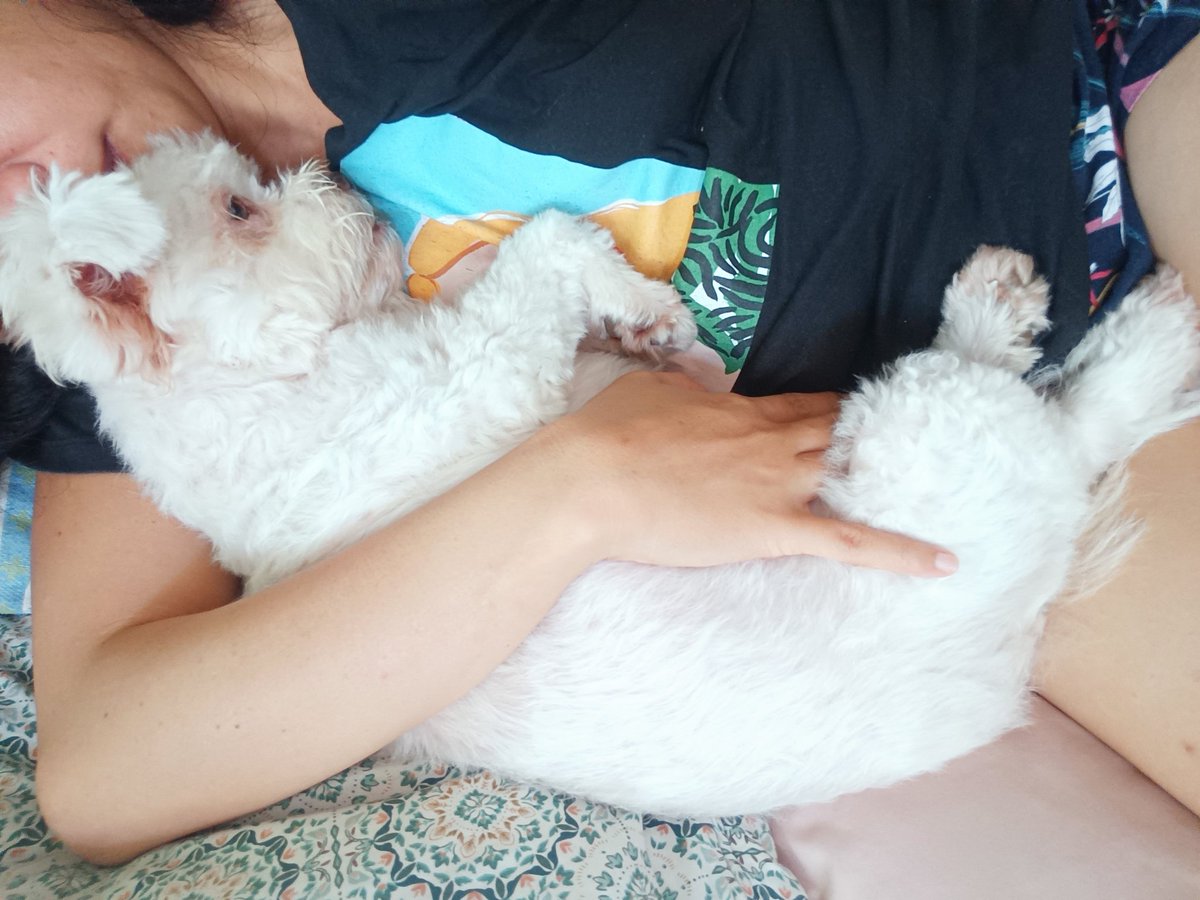 ACrazy0ne's tweet image. Soft moments. She dozed for a nap in a sec. 🤍
Miyu curled up, can't move, won't move. I’m not complaining. 🐶✨

#miyu #dog
