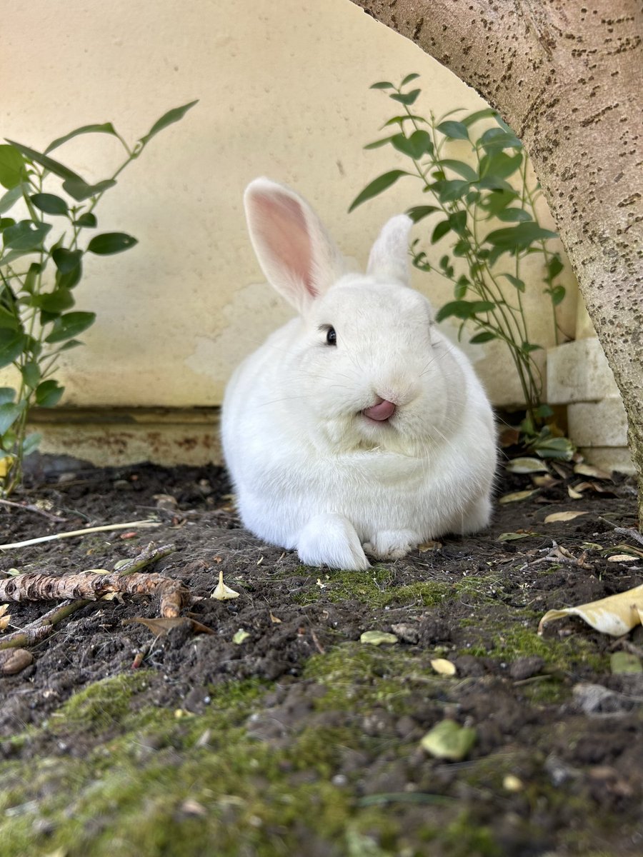 Sher 🐰 tweet media