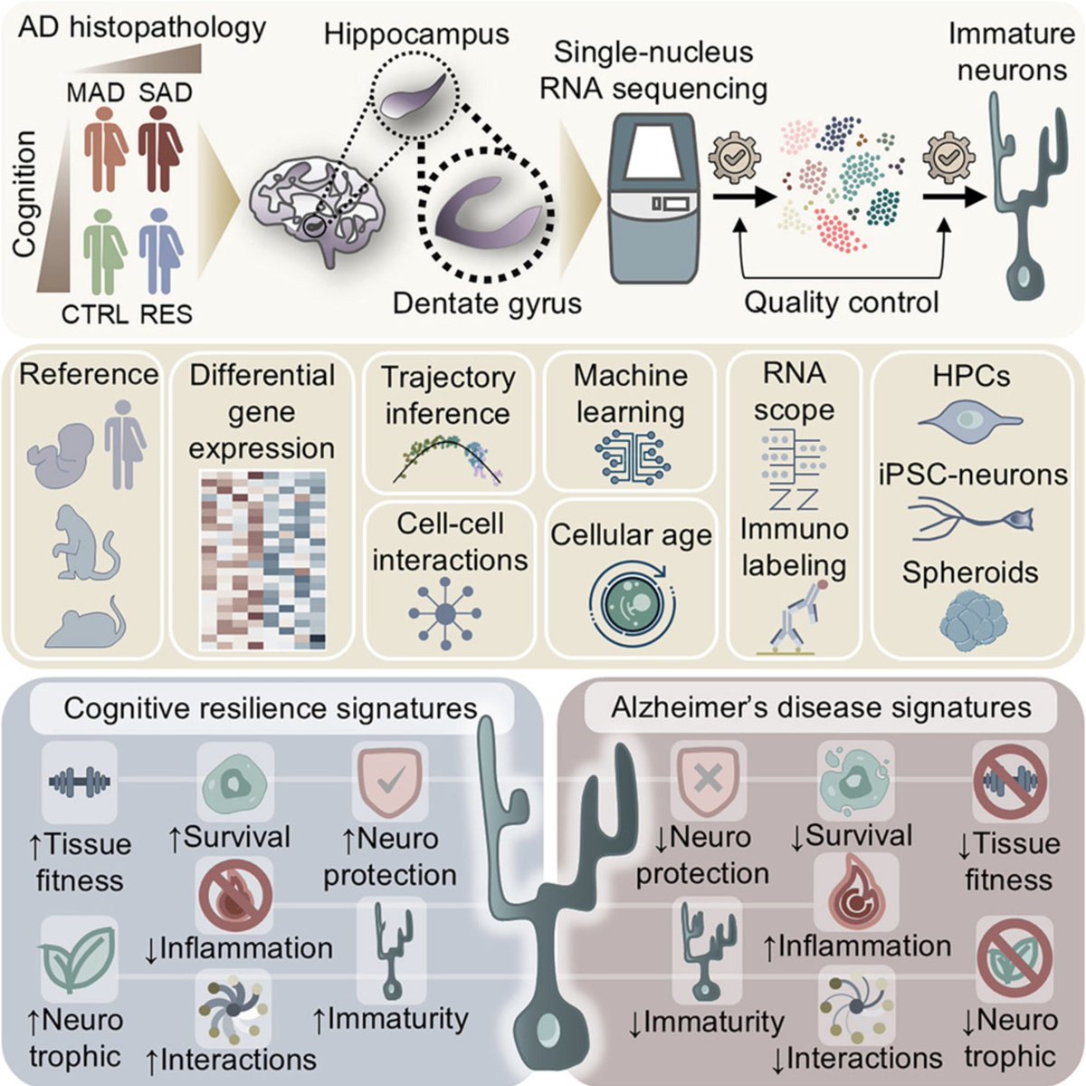 IcahnCMIN's tweet image. Some brains resist #Alzheimers, even when the disease is already present. Evgenia Salta, et al. have found that this likely depends on how specific brain cells, known as immature neurons, respond to damage caused by the disease. Learn More @CellStemCell sciencedirect.com/science/articl…