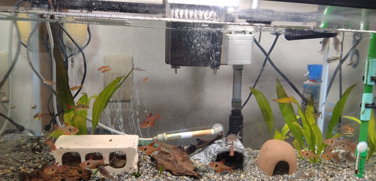 柘植の飛猿 tweet media