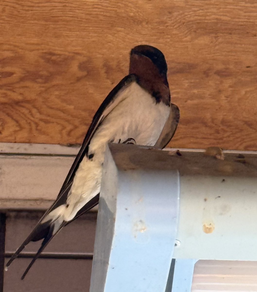 文鳥ふみこ@VTuber? tweet media