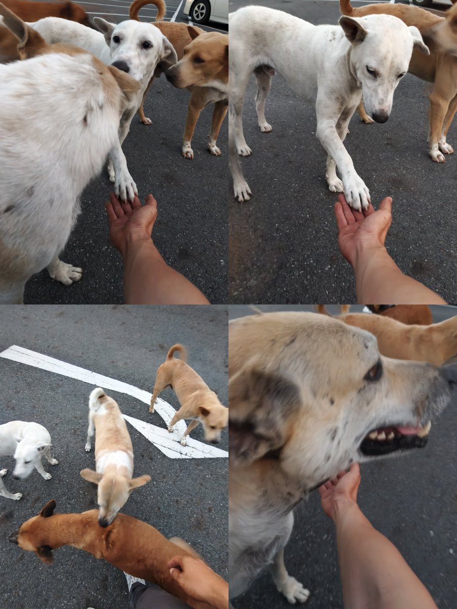 จีบกุ้ง จีบปู จีบไก่ จีบหมูบะช่อห่อสาหร่าย tweet media