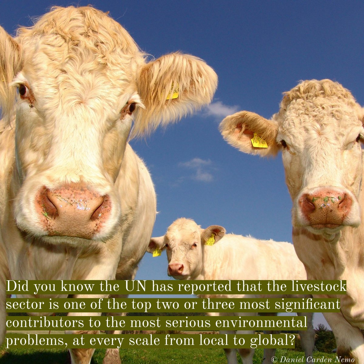 danielnemo's tweet image. STOP FACTORY FARMING!

We sacrifice everything that’s real, the natural world, sentient animals, our health, our climate, to uphold a contrived paradigm that equates meat with wellness and prosperity.

More @ bit.ly/world-revisited 

#nature #biodiversity #veganism #animalethics