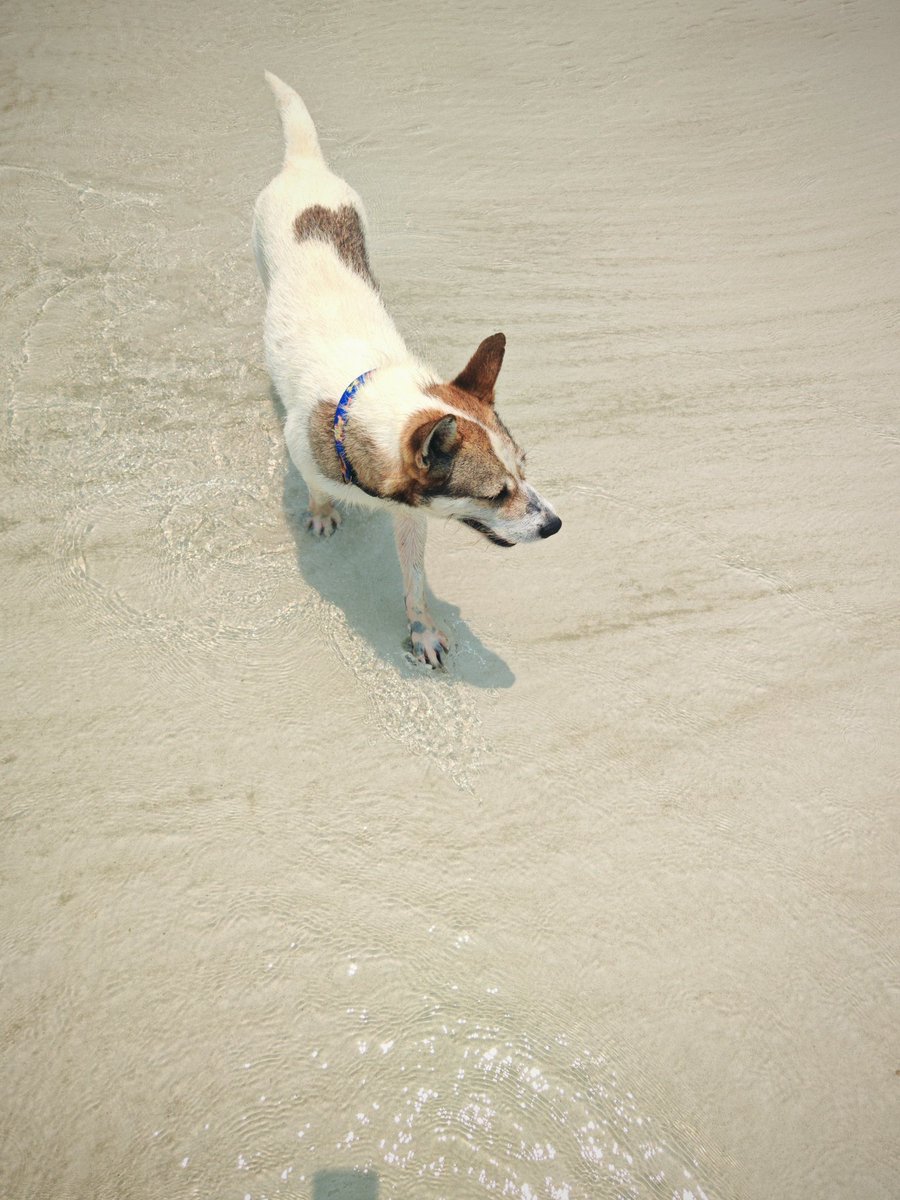 IshanWankhade's tweet image. Photography ft. Thailand ✨

3/n
#ShotOnSnapdragon