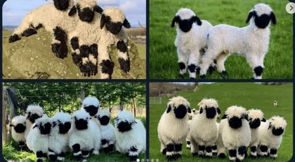 Sheep And Rooks I understand these are real sheep but they have such a sweet yet ...