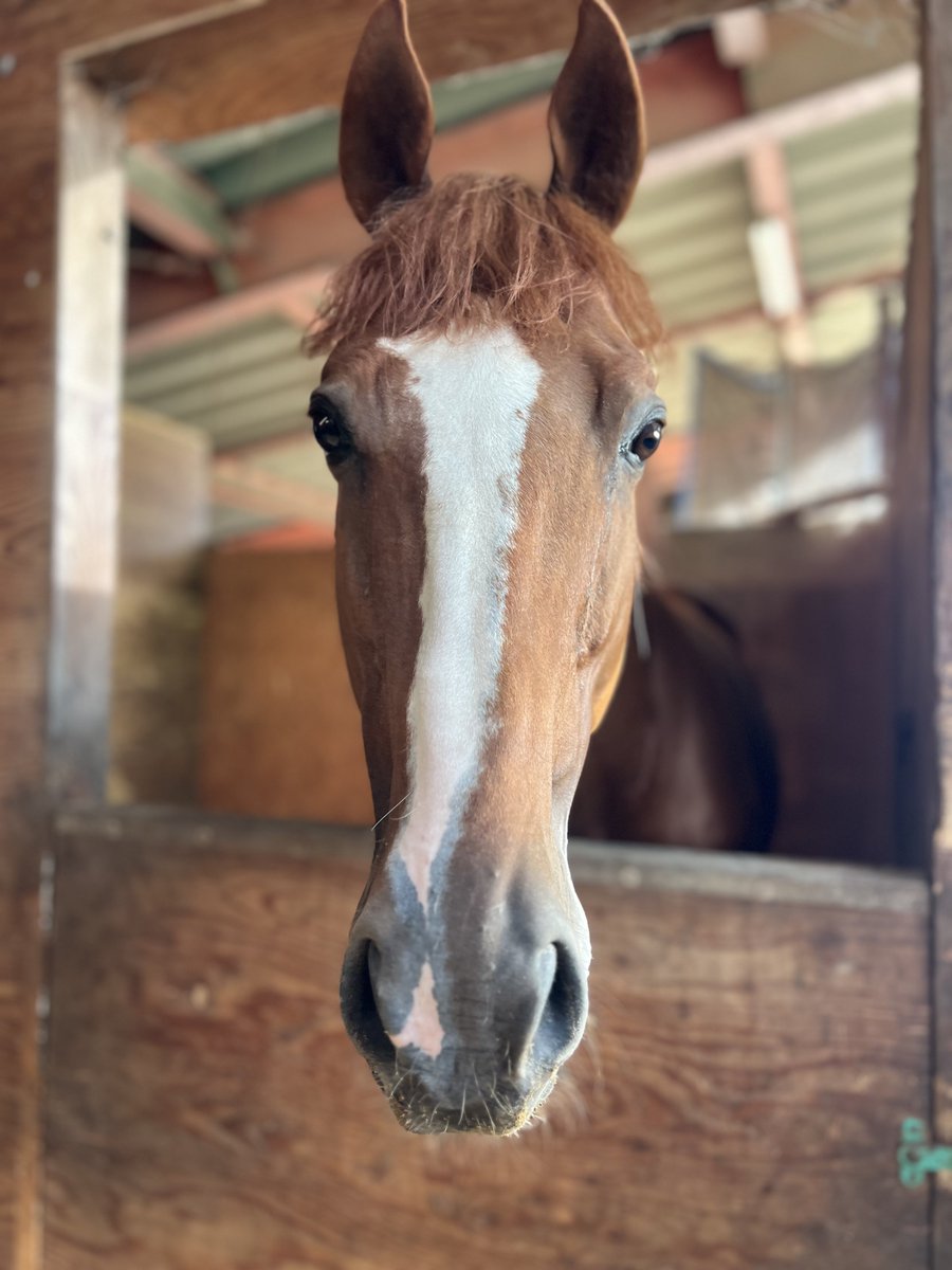 wintenderness's tweet photo. 4月25日にぼくの産駒が産まれたよ🥹✨
元気いっぱいな男の子だよー！！

お顔がぼくの模様に似てるね🤔
かわいいね‼️
（ぼくの方がかわいいけどね😤笑）

初産駒のユーセイクインサーさんの女の子とレオフラッパーさんの男の子が誕生しました‼️
ぼくたちの夢に協力してくれた方や応援してくれたたくさんの皆さんのお陰です。

本当にありがとうございます😭！

これから…ぼくみたいにいっぱいご飯食べてスクスク健やかに成長してね✨
ずっーと見守ってるよ〜😄‼️

#かわいい赤ちゃん
#元気に育ってね
#引退競走馬
#ウインテンダネス
#応援してね